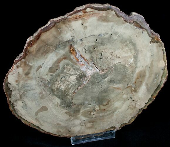 Araucaria Petrified Wood Slab - x #6777